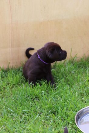 Wundervolle schokobraune Labradorwelpen