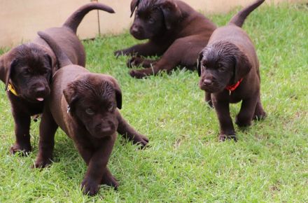 Wundervolle schokobraune Labradorwelpen