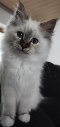 Bezaubernder Birma Schmusekater sucht ein neues gutes Zuhause für immer...