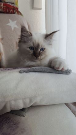 Bezaubernder Birma Schmusekater sucht ein neues gutes Zuhause für immer...