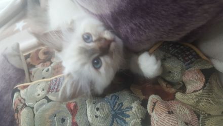 Bezaubernder Birma Schmusekater sucht ein neues gutes Zuhause für immer...