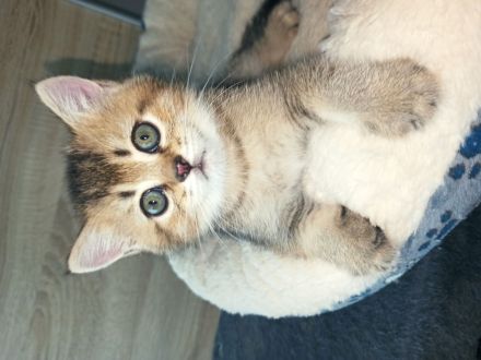 BKH Kitten in seltenen Farben Black Golden Sahded suchen ein zu Hause