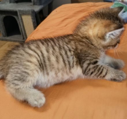 BKH Kitten in seltenen Farben Black Golden Sahded suchen ein zu Hause, 1 Junge noch frei