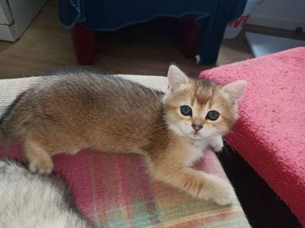 BKH Kitten in seltenen Farben Black Golden Sahded suchen ein zu Hause