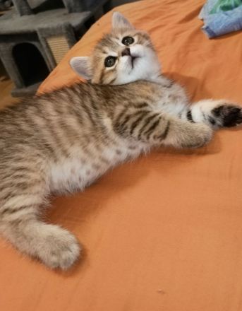 BKH Kitten in seltenen Farben Black Golden Sahded suchen ein zu Hause
