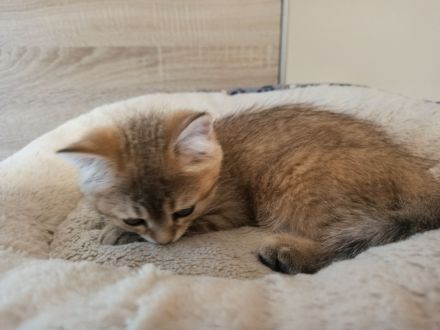 BKH Kitten in seltenen Farben Black Golden Sahded suchen ein zu Hause, 1 Junge noch frei