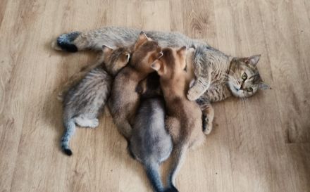 BKH Kitten in seltenen Farben Black Golden Sahded suchen ein zu Hause