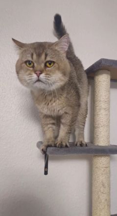 BKH Kitten in seltenen Farben Black Golden Sahded suchen ein zu Hause, 1 Junge noch frei