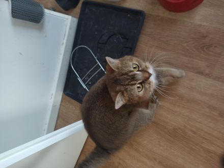 BKH Kitten in seltenen Farben Black Golden Sahded suchen ein zu Hause