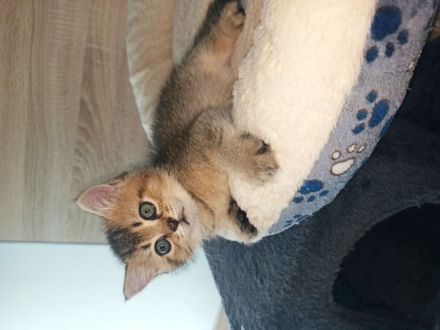 BKH Kitten in seltenen Farben Black Golden Sahded suchen ein zu Hause