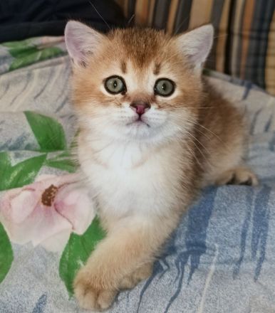 BKH Kitten in seltenen Farben Black Golden Sahded suchen ein zu Hause