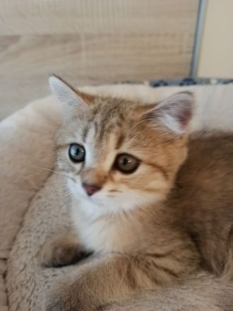 BKH Kitten in seltenen Farben Black Golden Sahded suchen ein zu Hause, 1 Junge noch frei