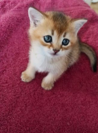 BKH Kitten in seltenen Farben Black Golden Sahded suchen ein zu Hause