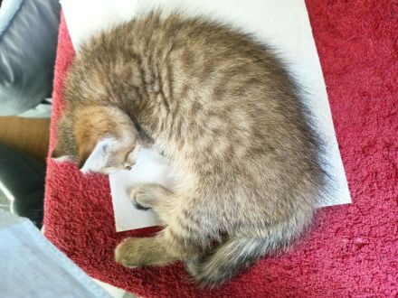 BKH Kitten in seltenen Farben Black Golden Sahded suchen ein zu Hause, 1 Junge noch frei