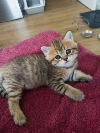 BKH Kitten in seltenen Farben Black Golden Sahded suchen ein zu Hause