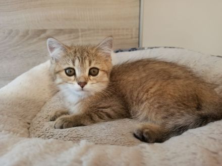 BKH Kitten in seltenen Farben Black Golden Sahded suchen ein zu Hause, 1 Junge noch frei