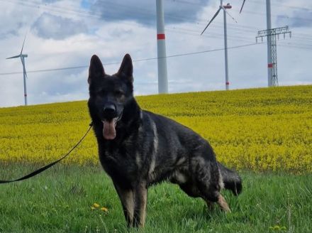 Deutscher Schäferhund Rüde