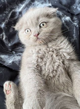 4BkH Kitten