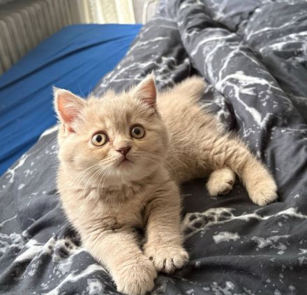 4BkH Kitten