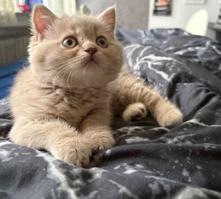 4BkH Kitten