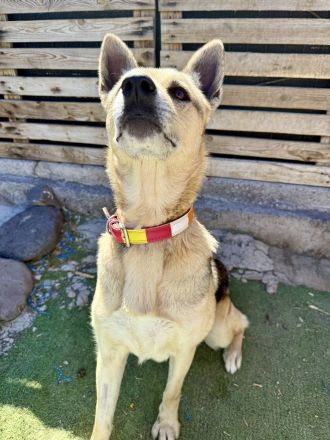 Sharja