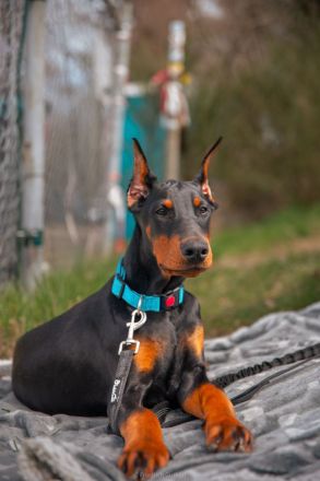Schöner Dobermann