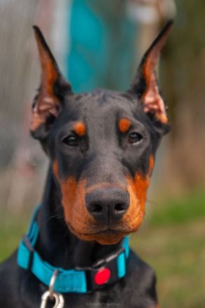 Schöner Dobermann