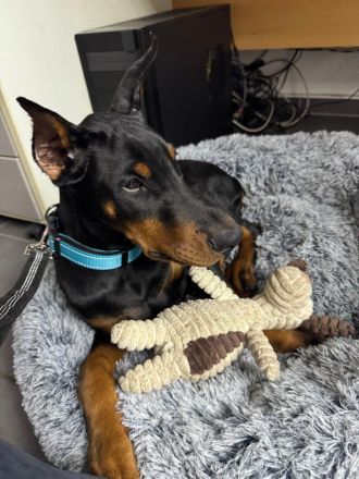 Schöner Dobermann