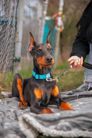 Schöner Dobermann