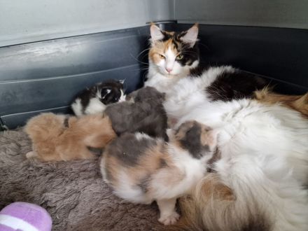 Maine Coon Kitten