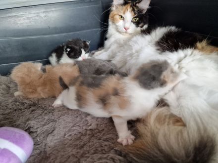 Maine Coon Kitten