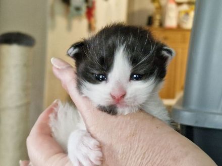 Maine Coon Kitten