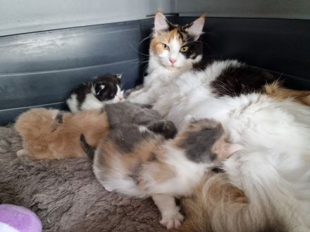 Maine Coon Kitten