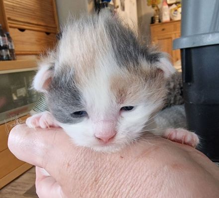 Maine Coon Kitten