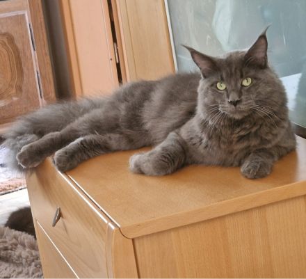Maine Coon Kitten