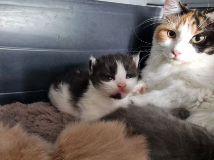Maine Coon Kitten