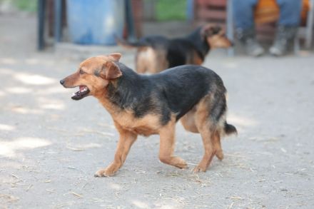 Bea - sucht ein ruhiges Zuhause gerne als Zweithund