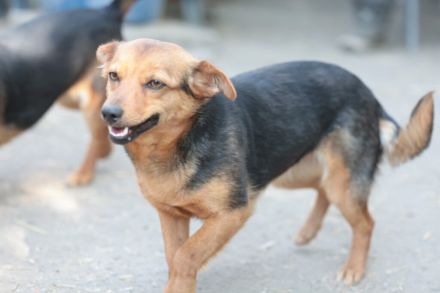 Bea - sucht ein ruhiges Zuhause gerne als Zweithund