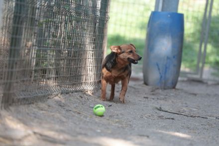 Bea - sucht ein ruhiges Zuhause gerne als Zweithund