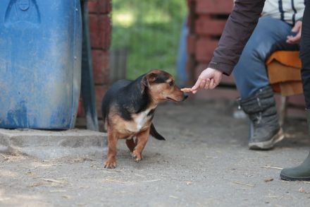 Janosch - sucht geduldige Menschen mit Garten