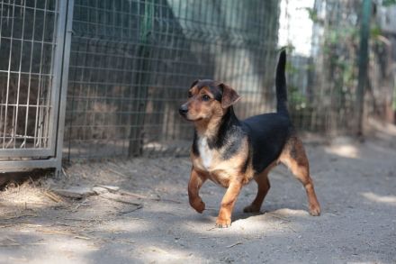 Janosch - sucht geduldige Menschen mit Garten