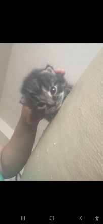 Baby katzen suchen ein Zuhause