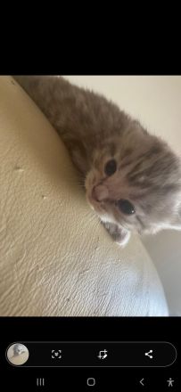 Baby katzen suchen ein Zuhause