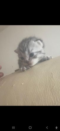 Baby katzen suchen ein Zuhause