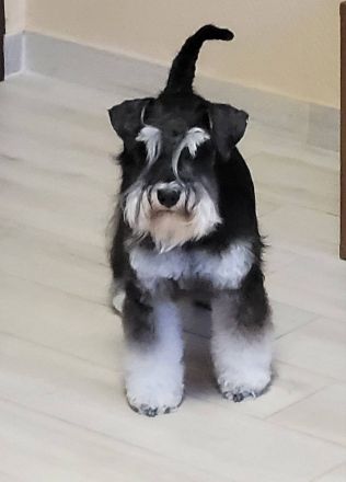 Zwergschnauzer Scharz-Silber