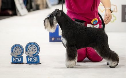 Zwergschnauzer Scharz-Silber