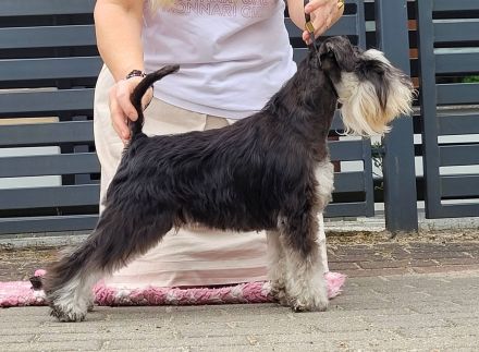 Zwergschnauzer Scharz-Silber