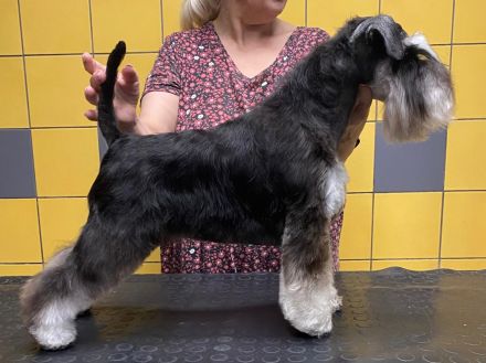 Zwergschnauzer Scharz-Silber