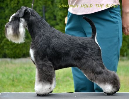 Zwergschnauzer Scharz-Silber