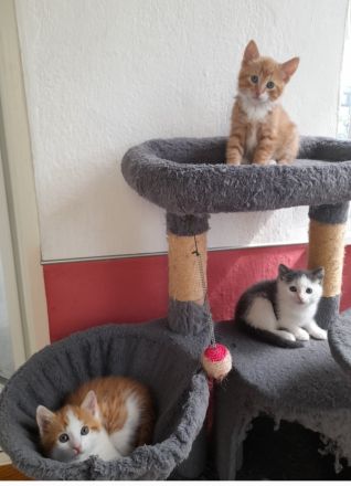 Kitten 9 Wochen alt
